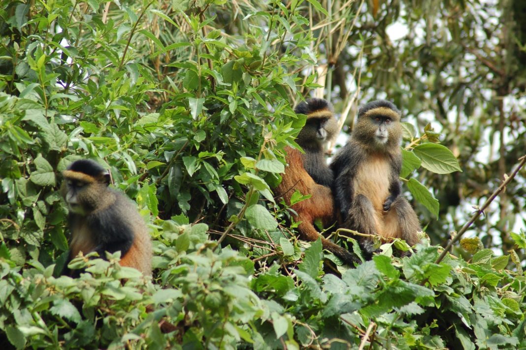 Golden Monkeys