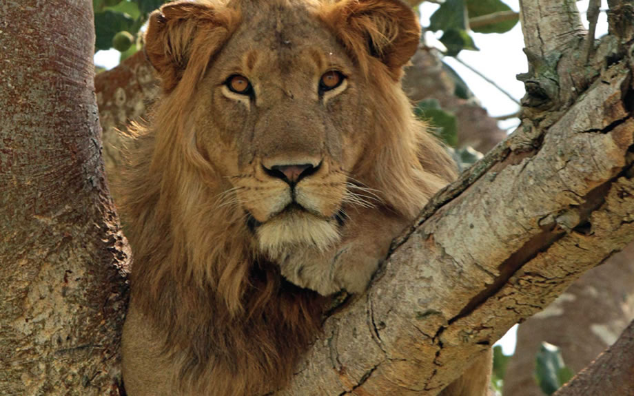 Tree Climbing Lions of Ishasha