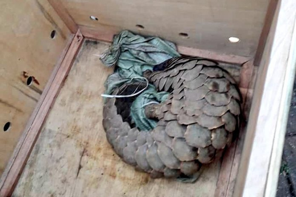 Smuggled Pangolin