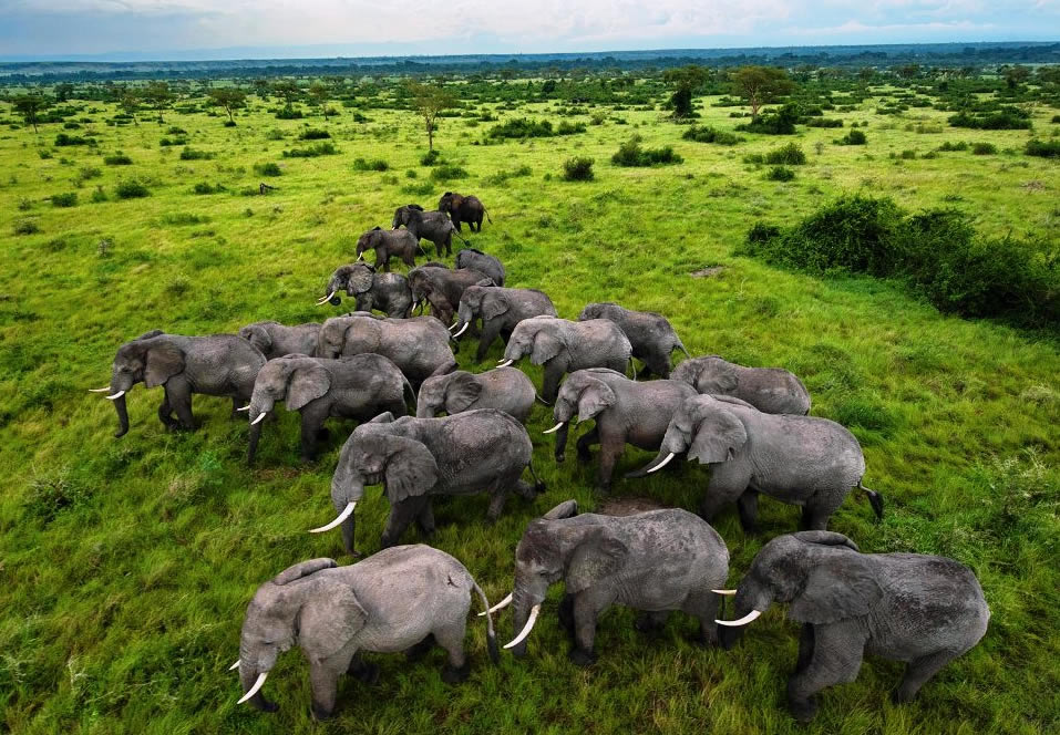 Elephants in Queen Elizabeth National Park