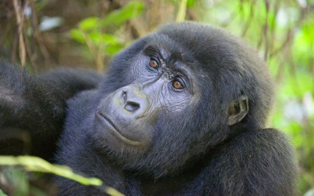 Bwindi Gorilla