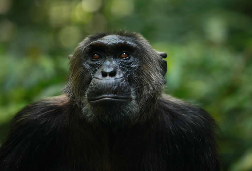 Kibale Chimpanzee