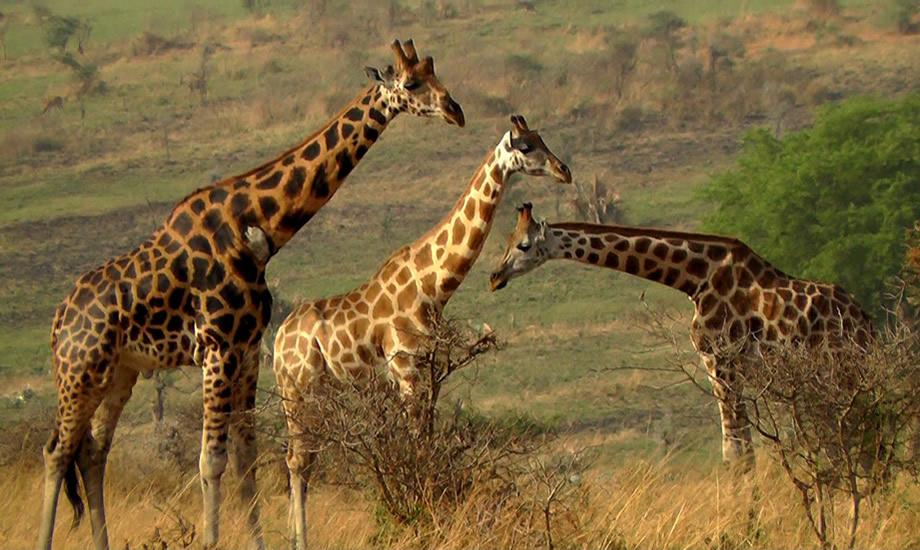 Murchison Falls Giraffe