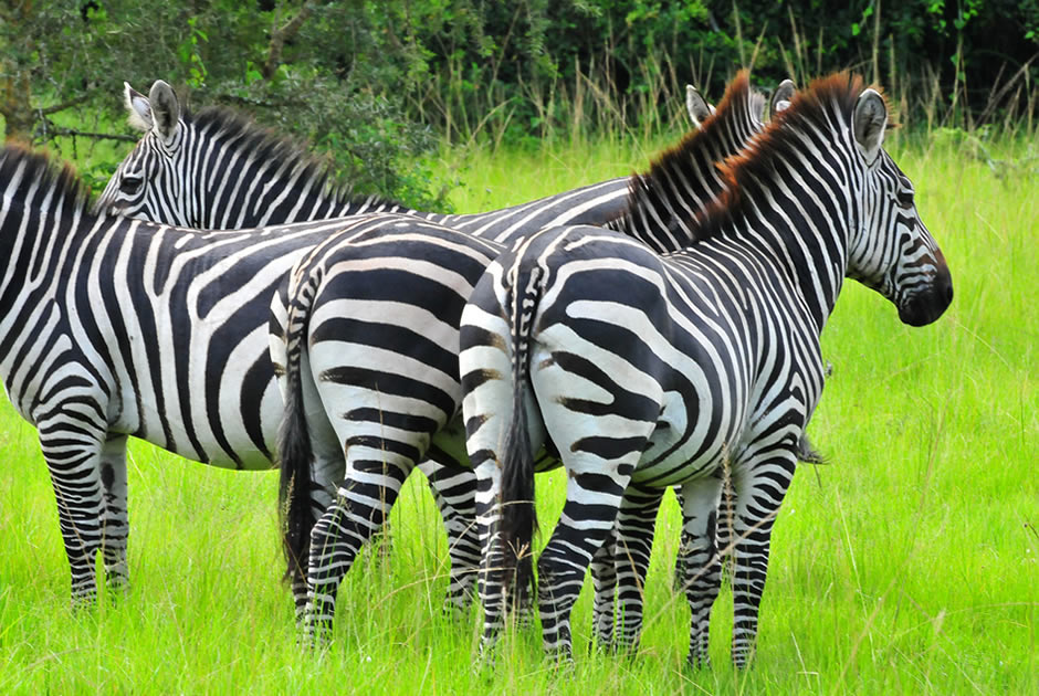 Lake Mburo Zebras