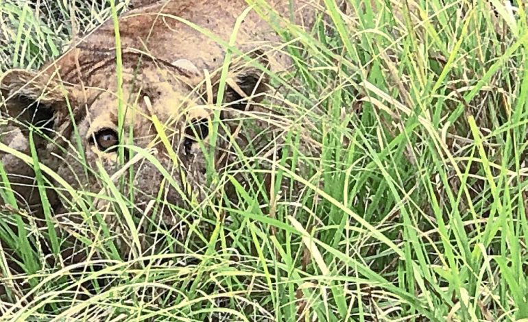 Lioness in Uganda