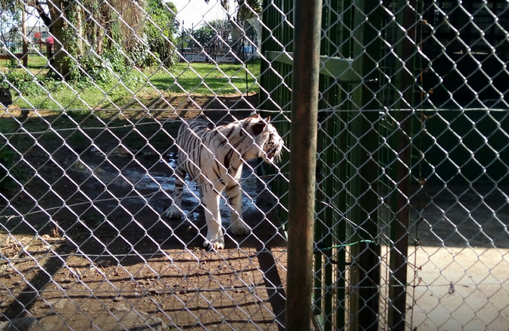 Entebbe White Tiger Named Yura