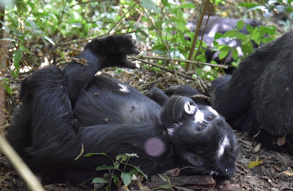 Bwindi Gorillas