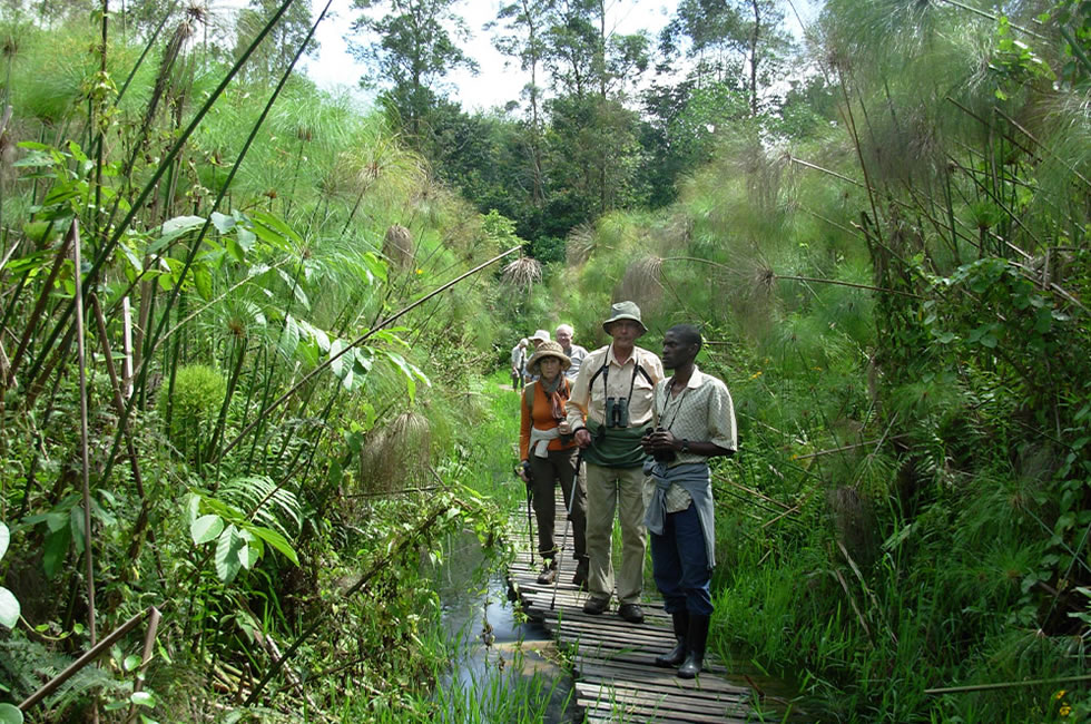 Go Birding in Uganda