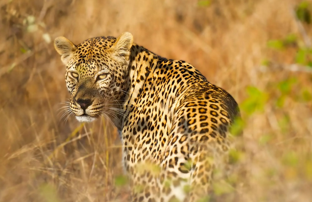 Leopards in Uganda