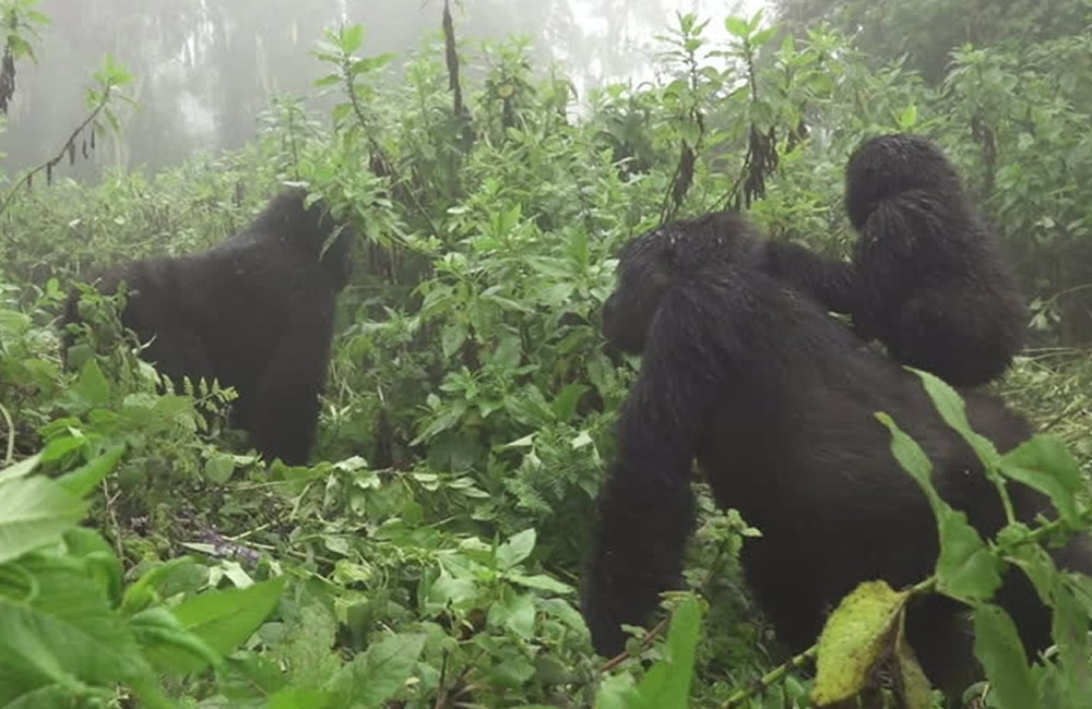 Gorillas in the Mist