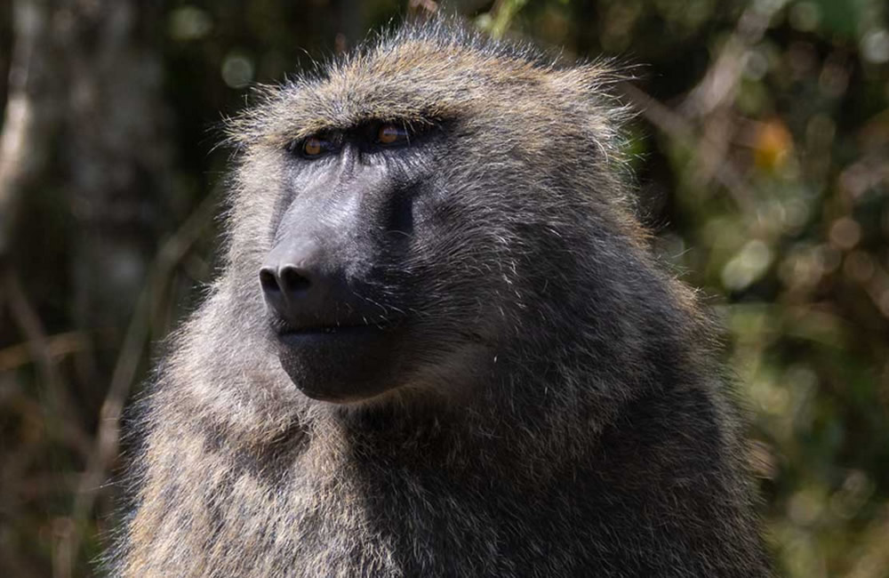 Wild Baboon